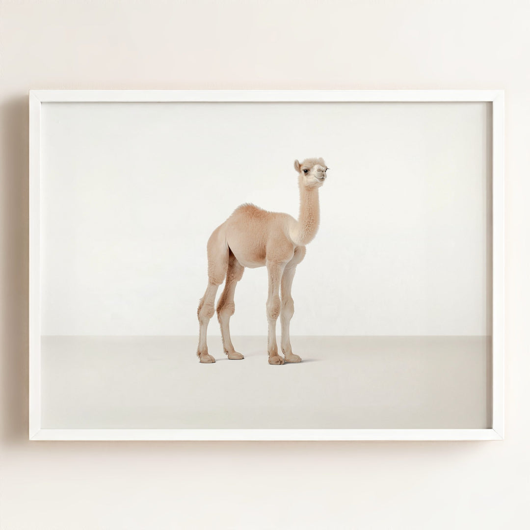 Studio Camel Art Print