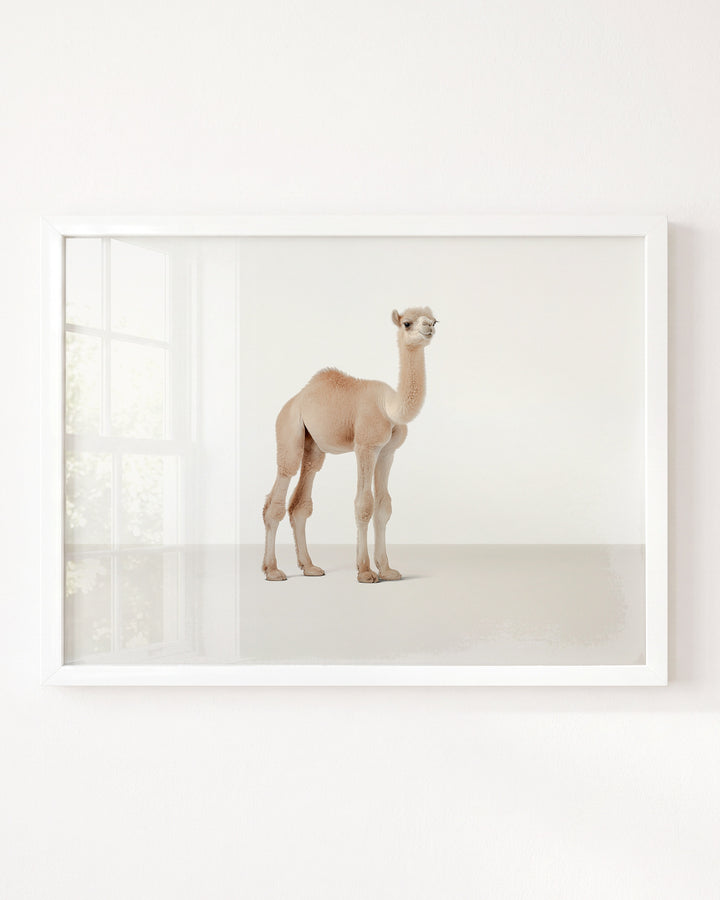 Studio Camel Art Print