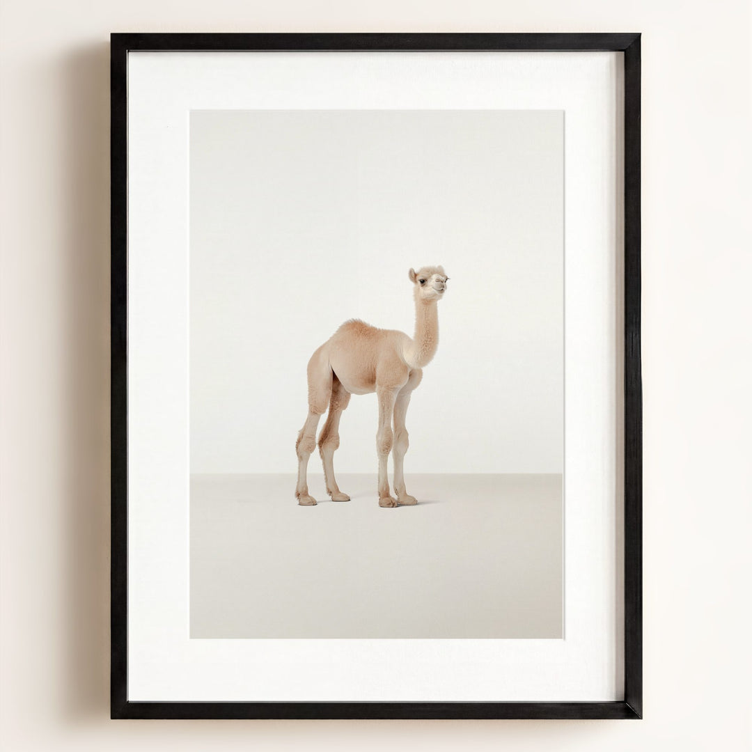 Studio Camel Art Print