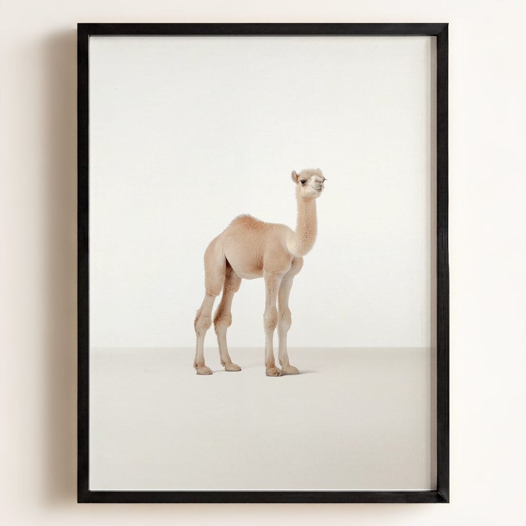 Studio Camel Art Print