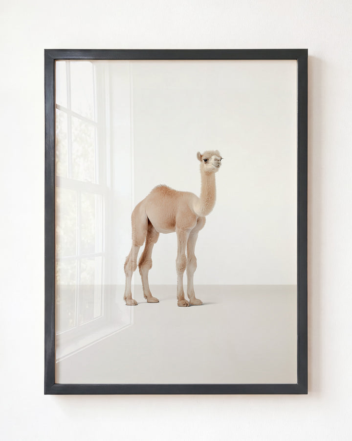 Studio Camel Art Print