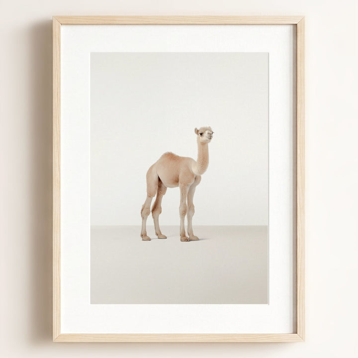 Studio Camel Art Print