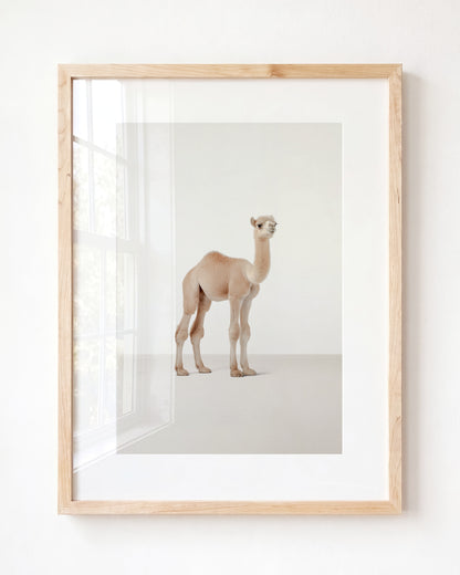 Studio Camel Art Print