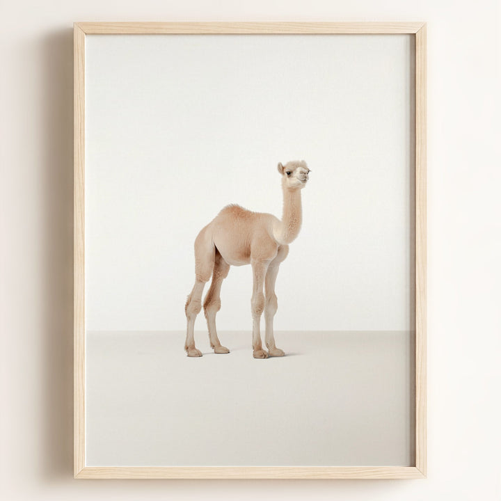 Studio Camel Art Print