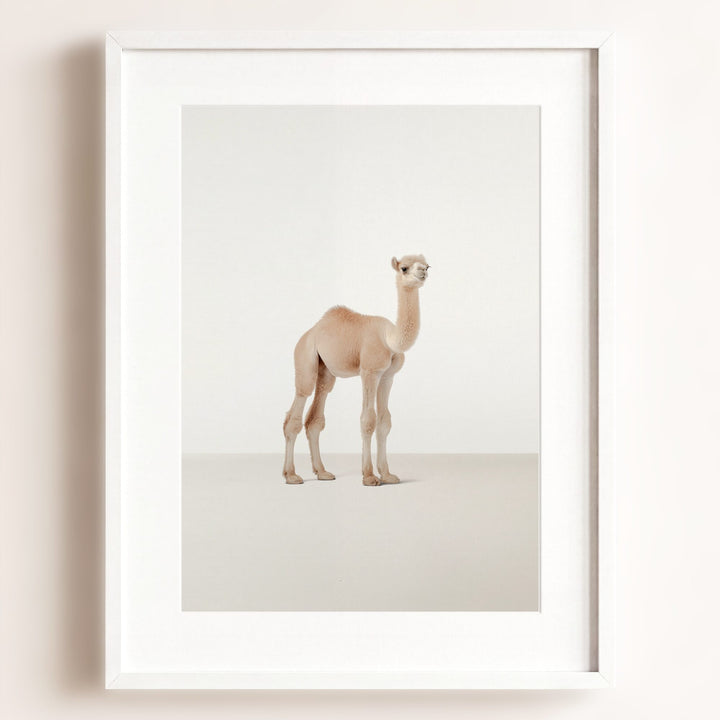 Studio Camel Art Print