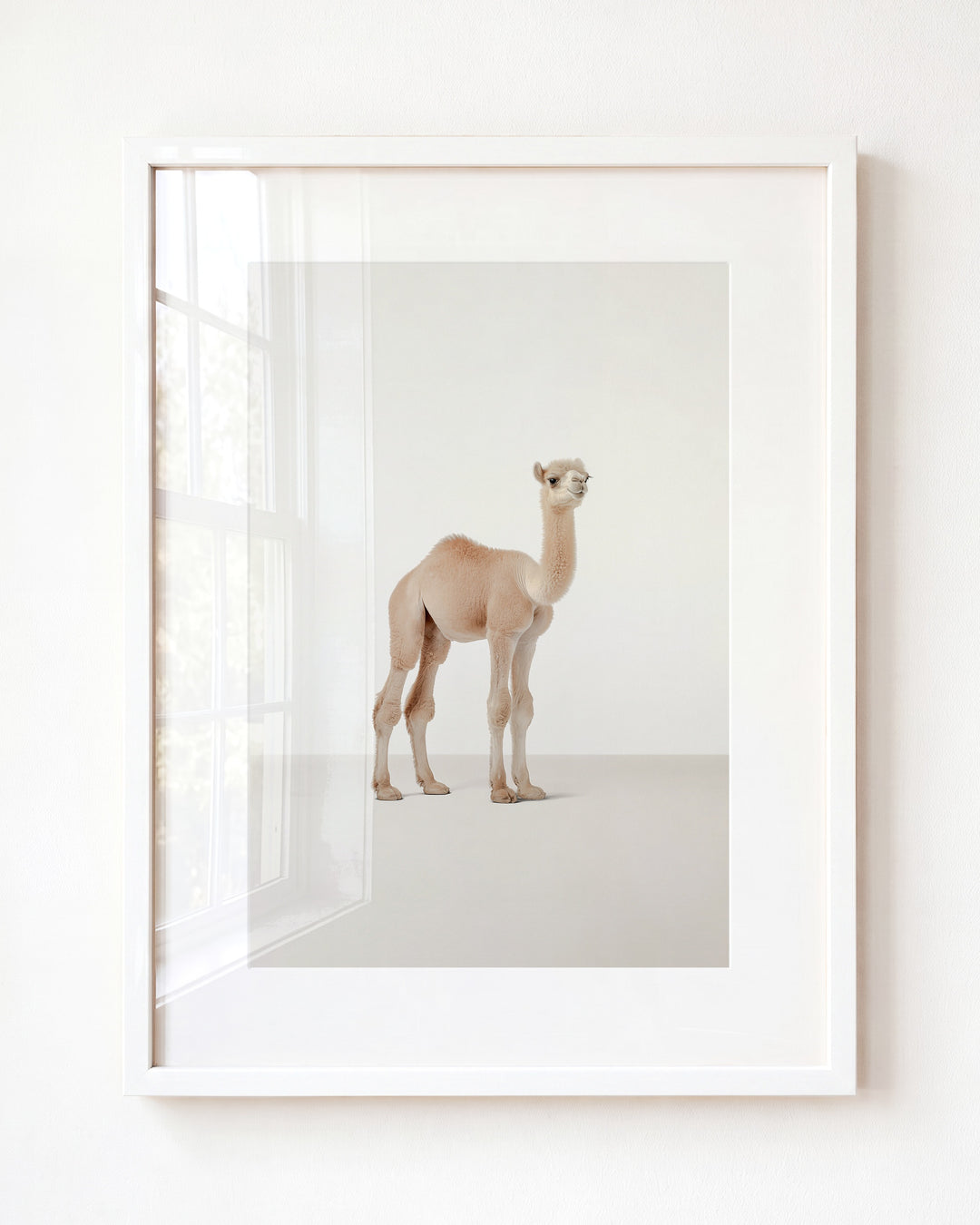 Studio Camel Art Print