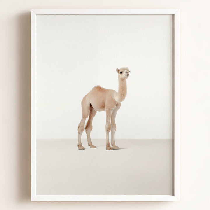 Studio Camel Art Print