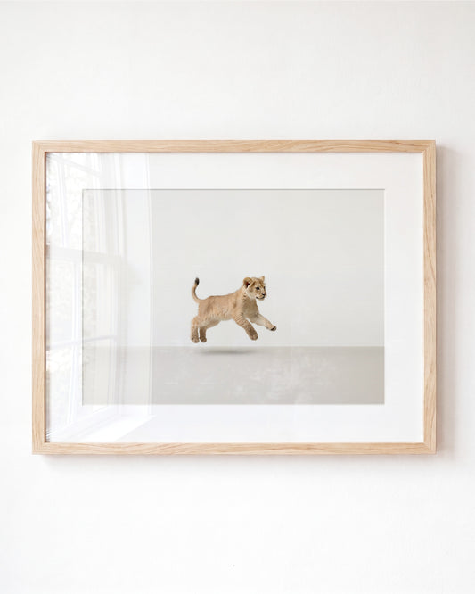 Studio Lion Art Print
