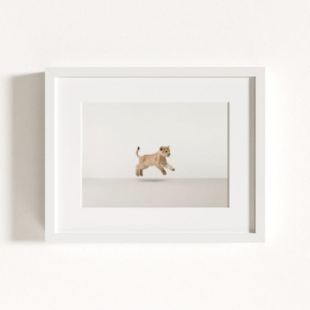 Studio Lion Art Print