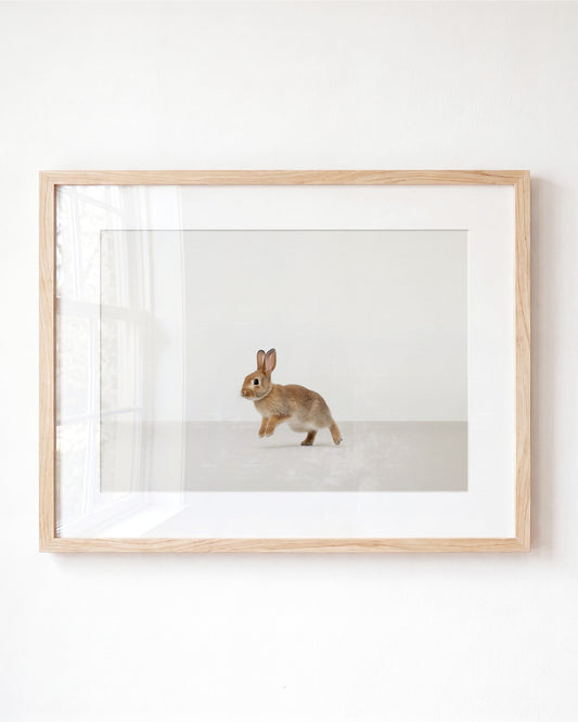 Studio Rabbit Art Print