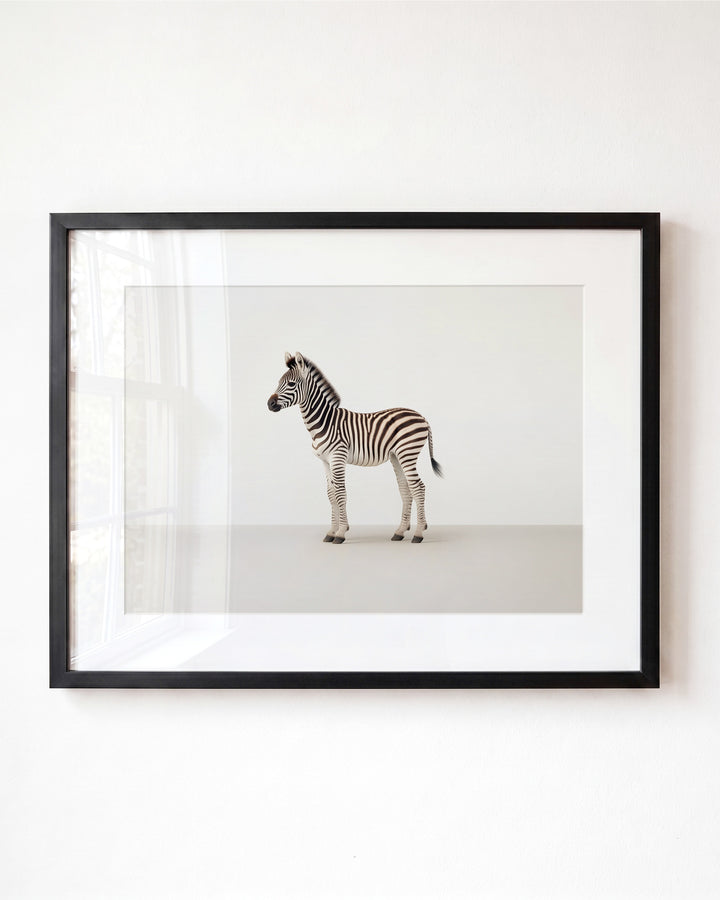 Studio Zebra Art Print