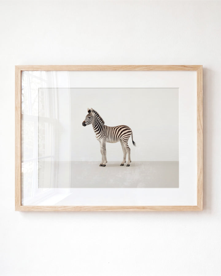Studio Zebra Art Print