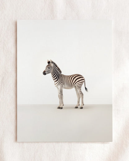 Studio Zebra Art Print
