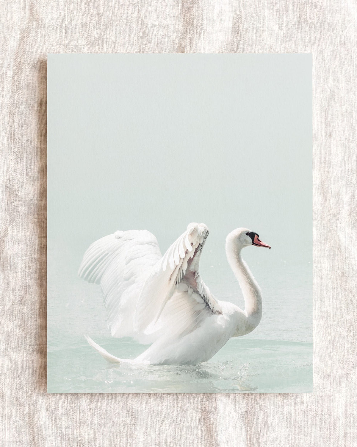 Swan