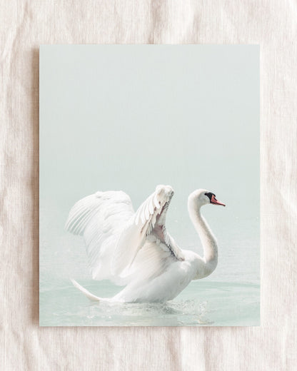 Swan
