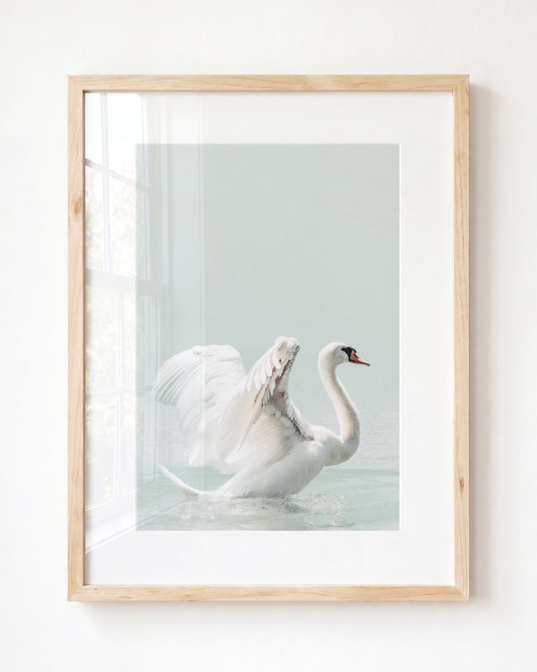 Swan