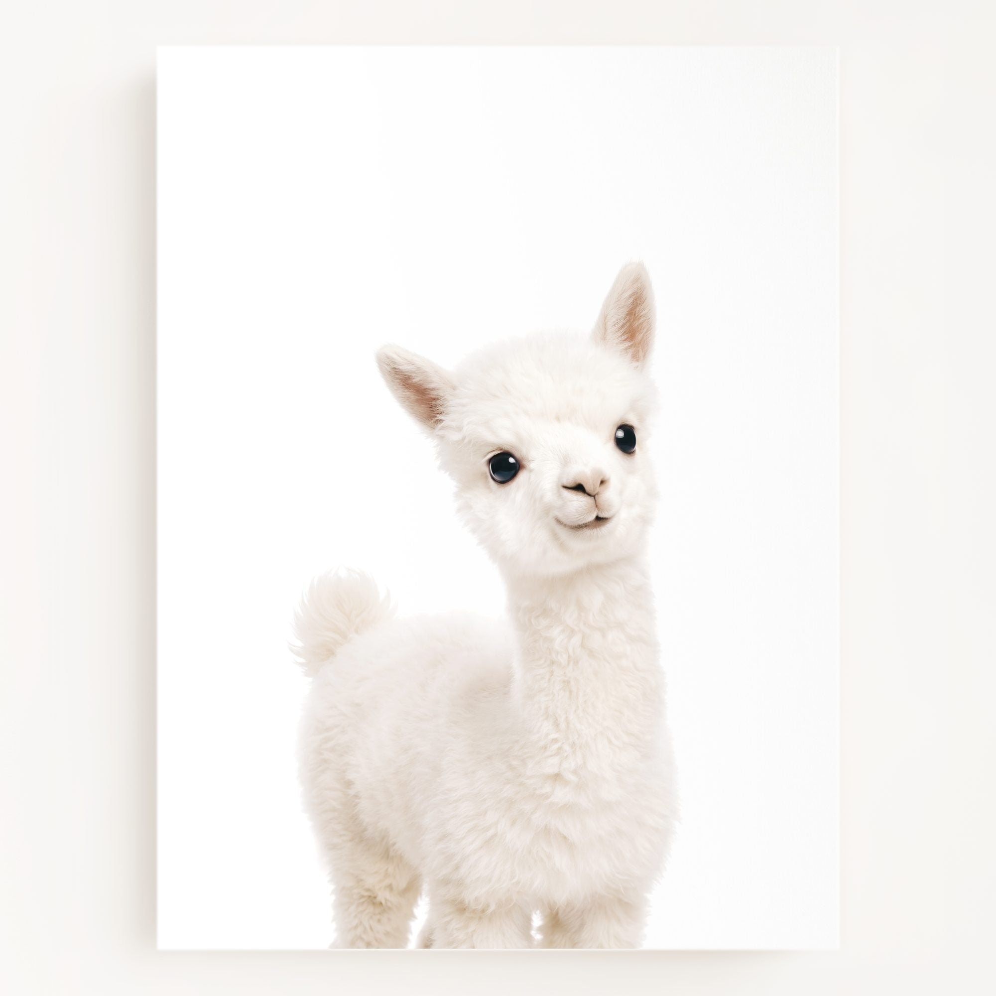 The Baby Animals 2026 Collection