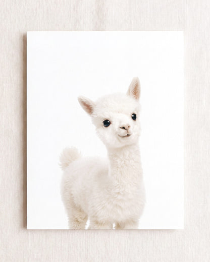 The Baby Animals 2026 Collection