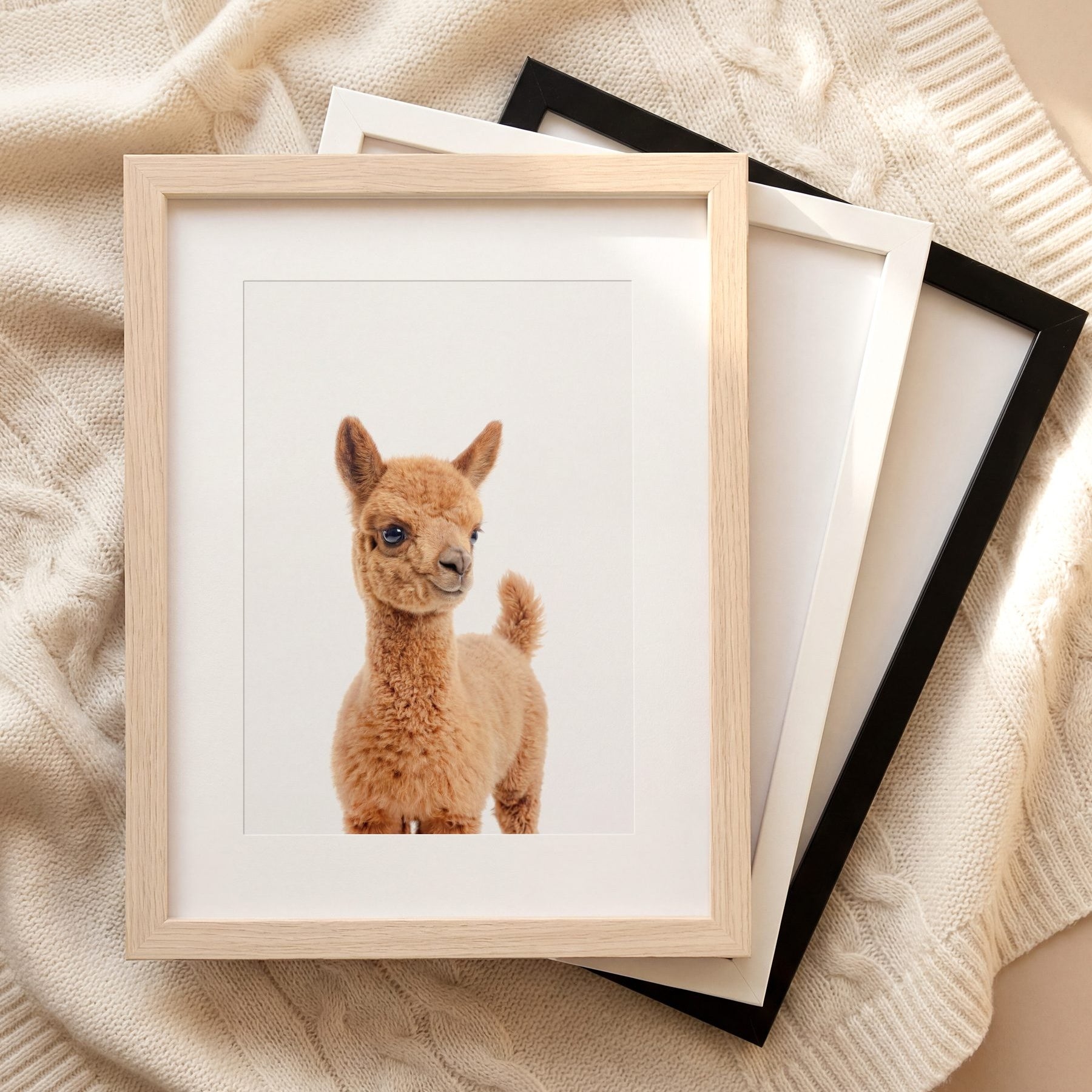 The Baby Animals 2026 Collection