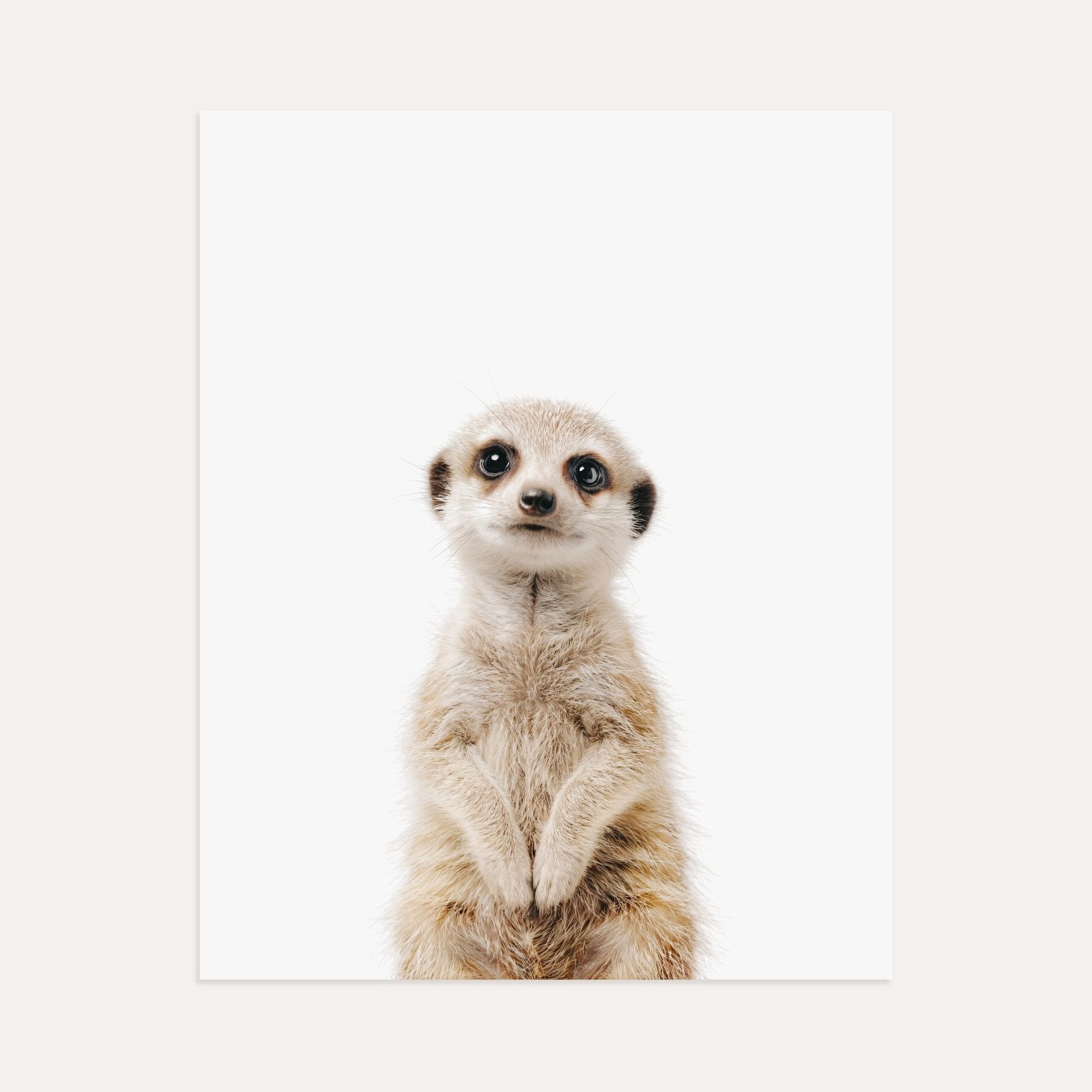 The Baby Animals 2026 Collection