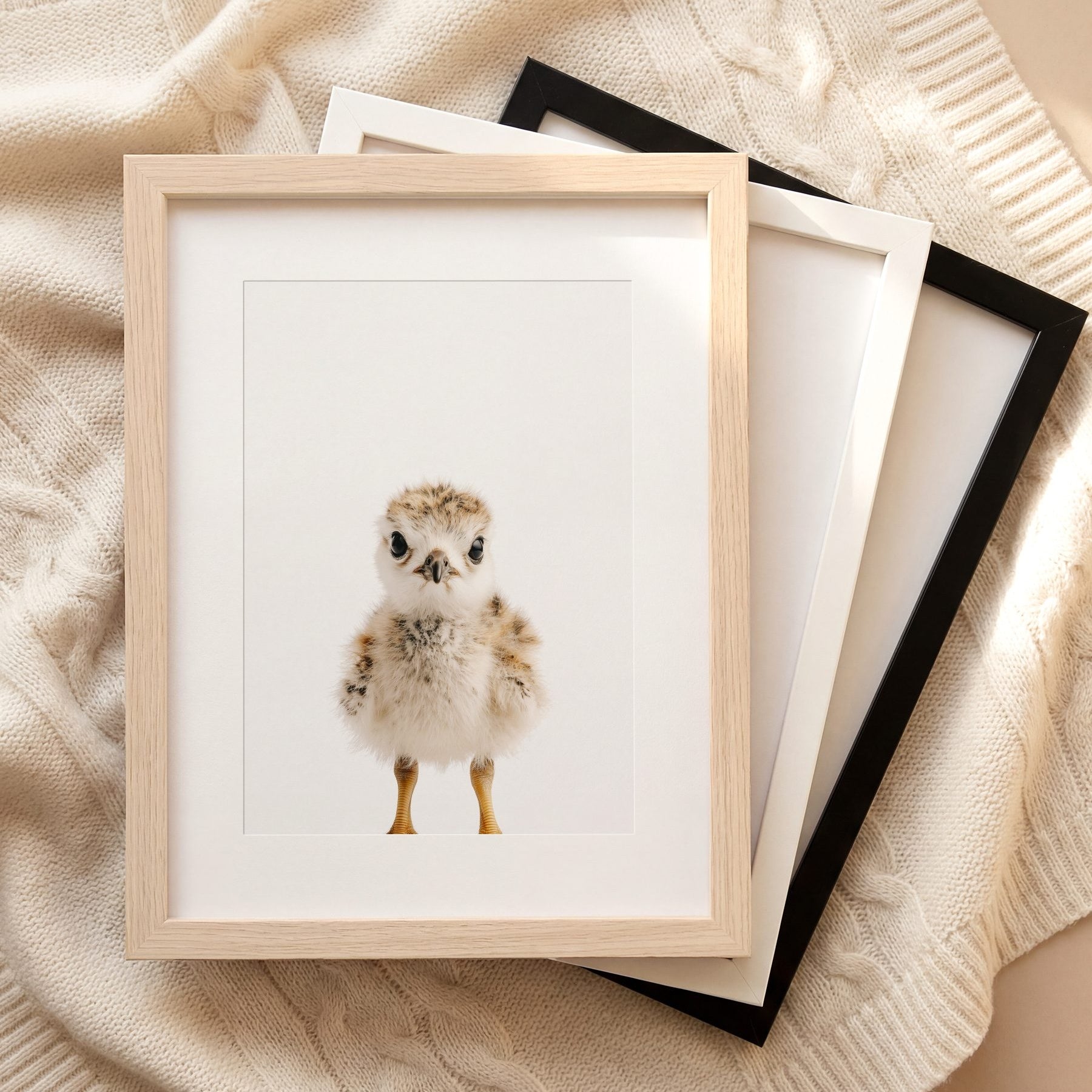 The Baby Animals 2026 Collection