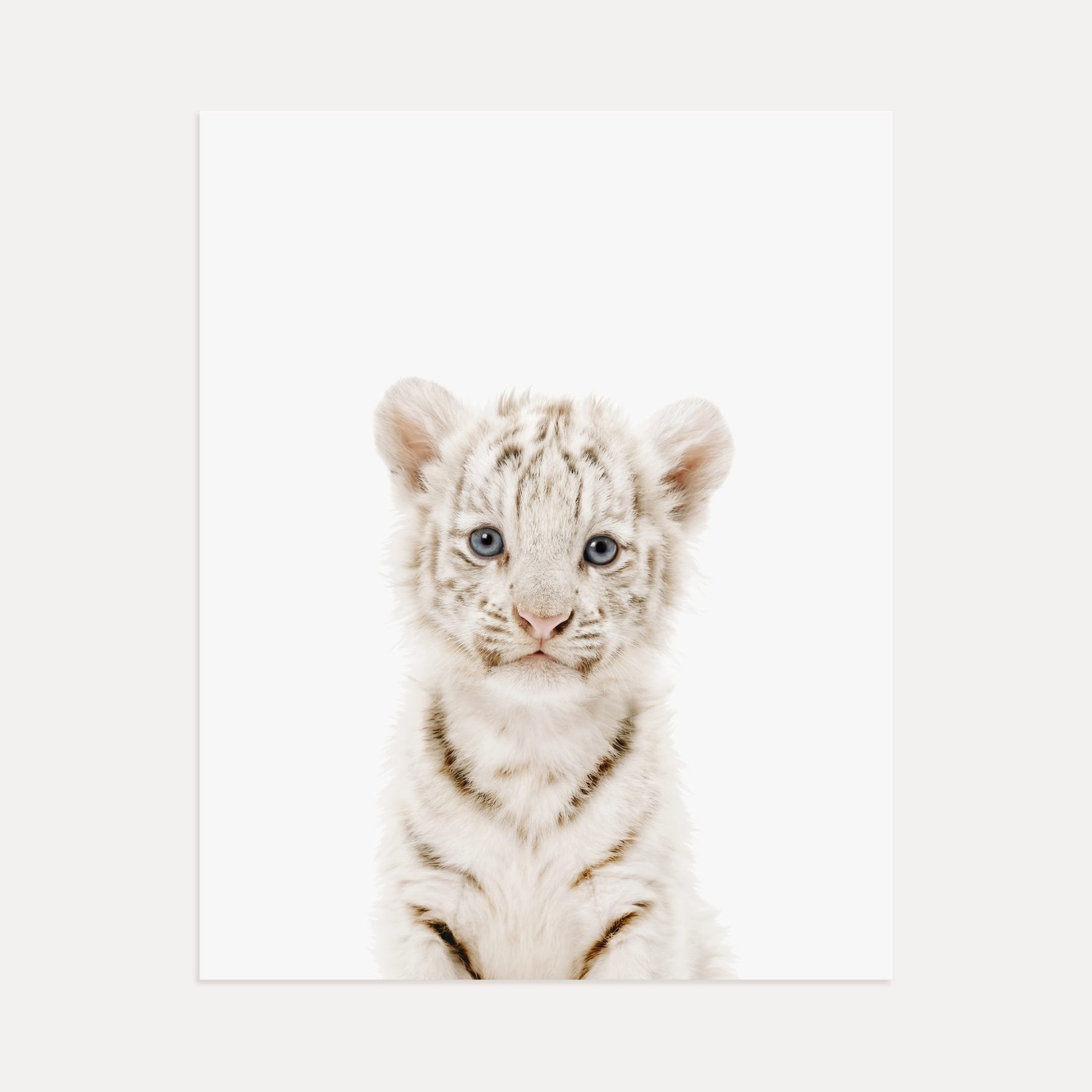 The Baby Animals 2026 Collection