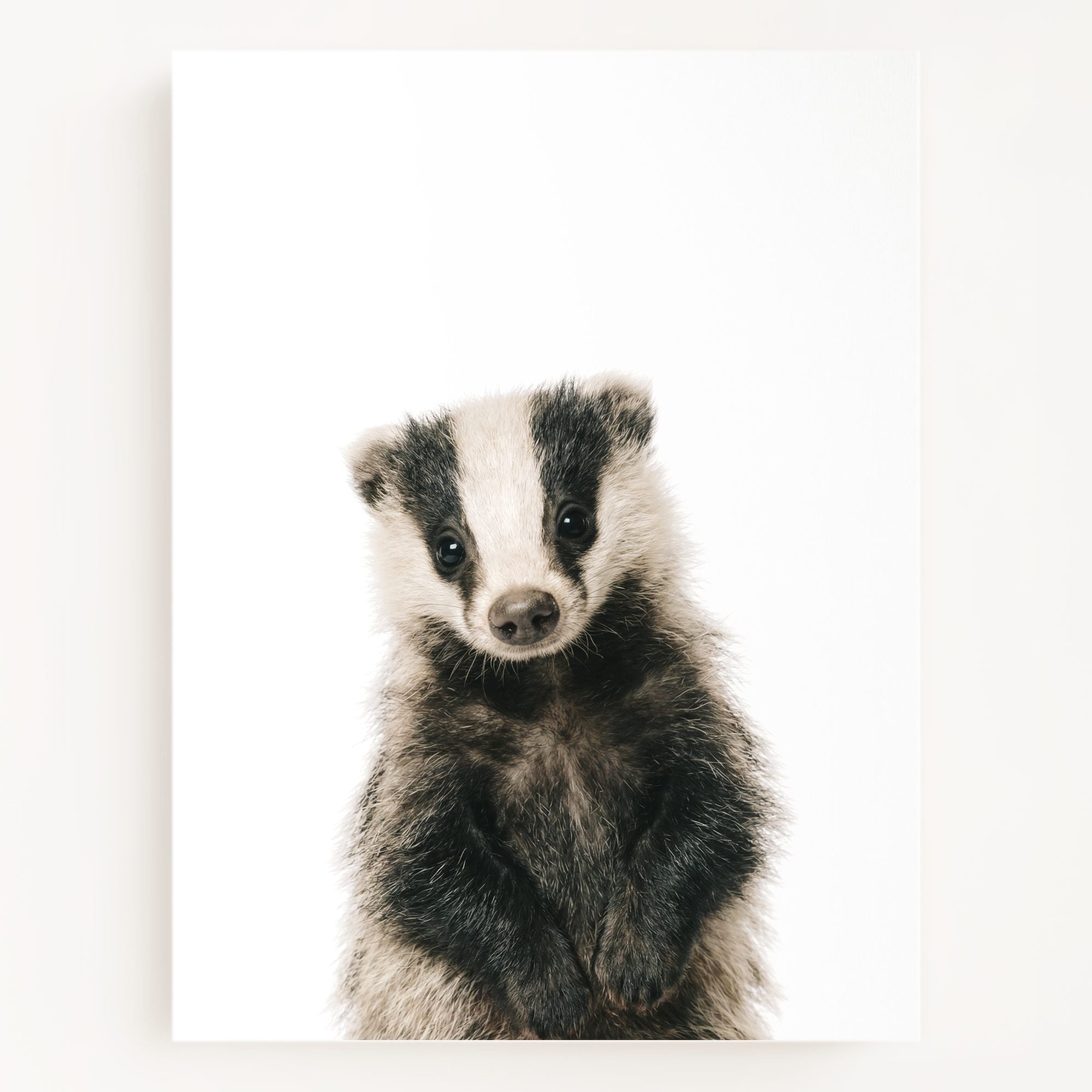 The Baby Animals 2026 Collection