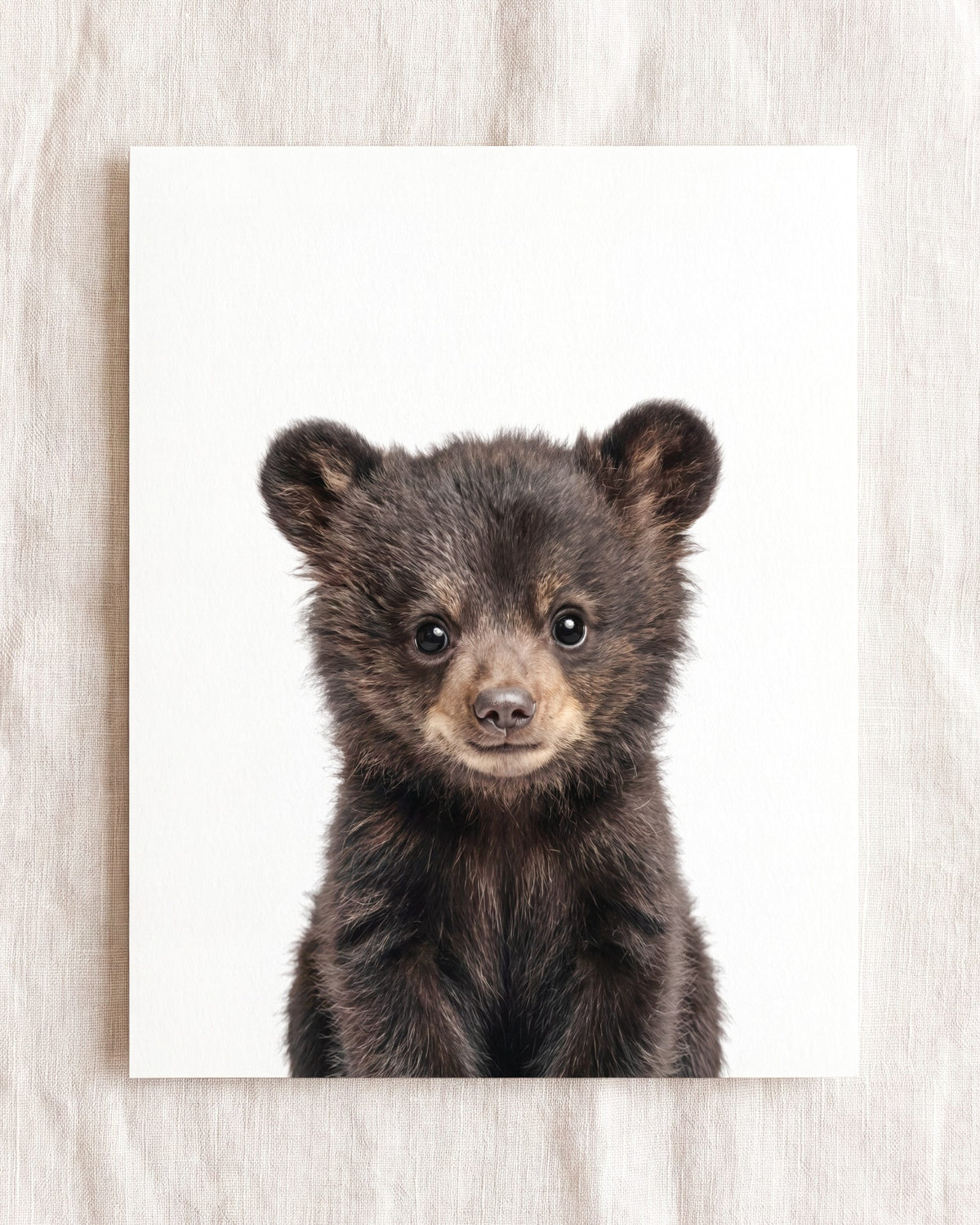 The Baby Animals 2026 Collection
