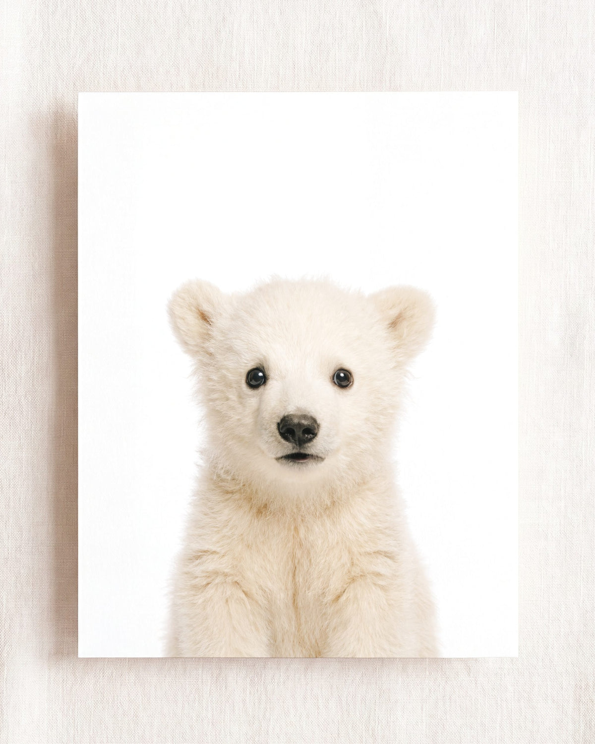 The Baby Animals 2026 Collection