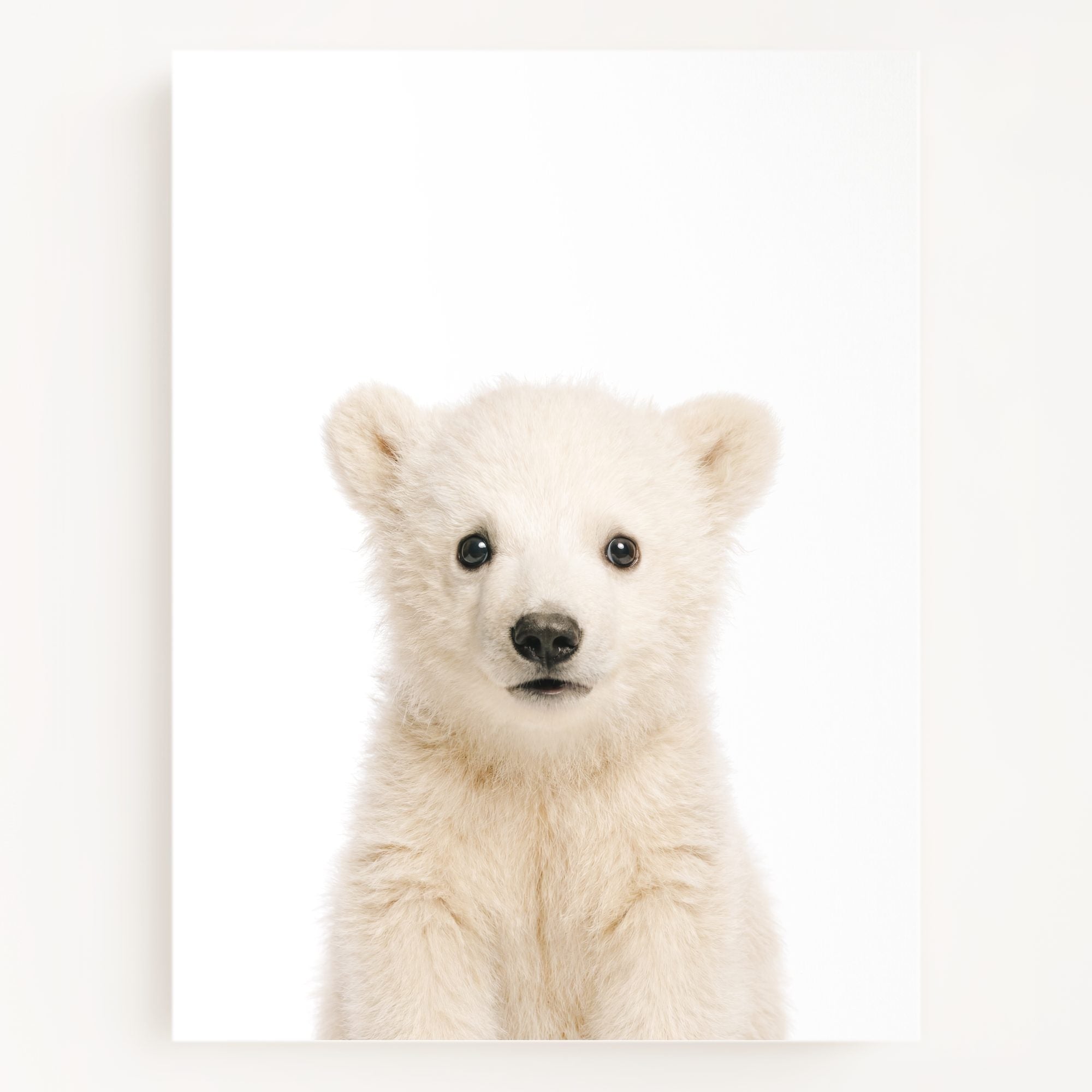 The Baby Animals 2026 Collection