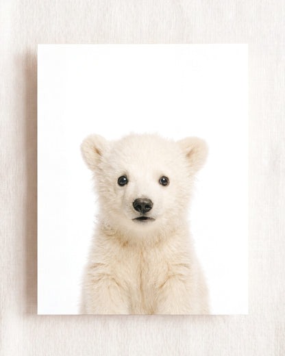 The Baby Animals 2026 Collection
