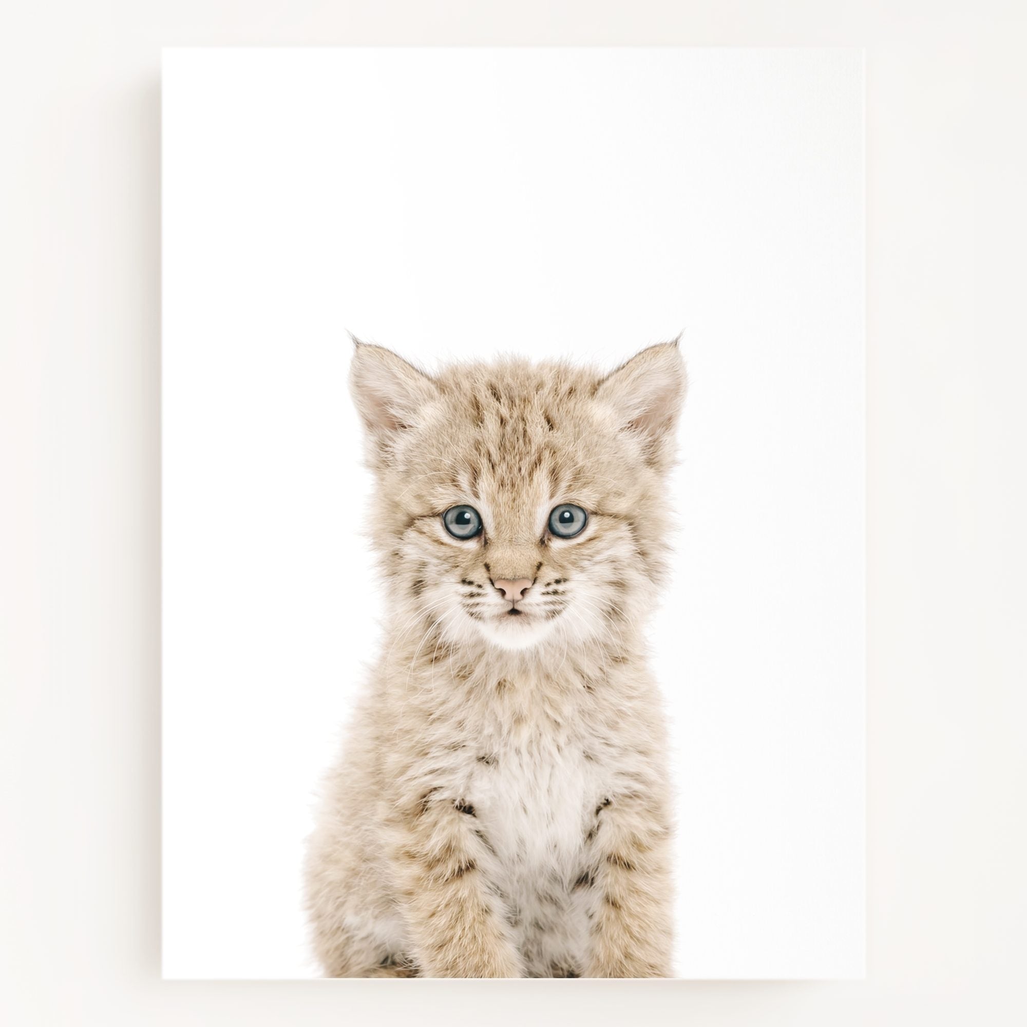 The Baby Animals 2026 Collection