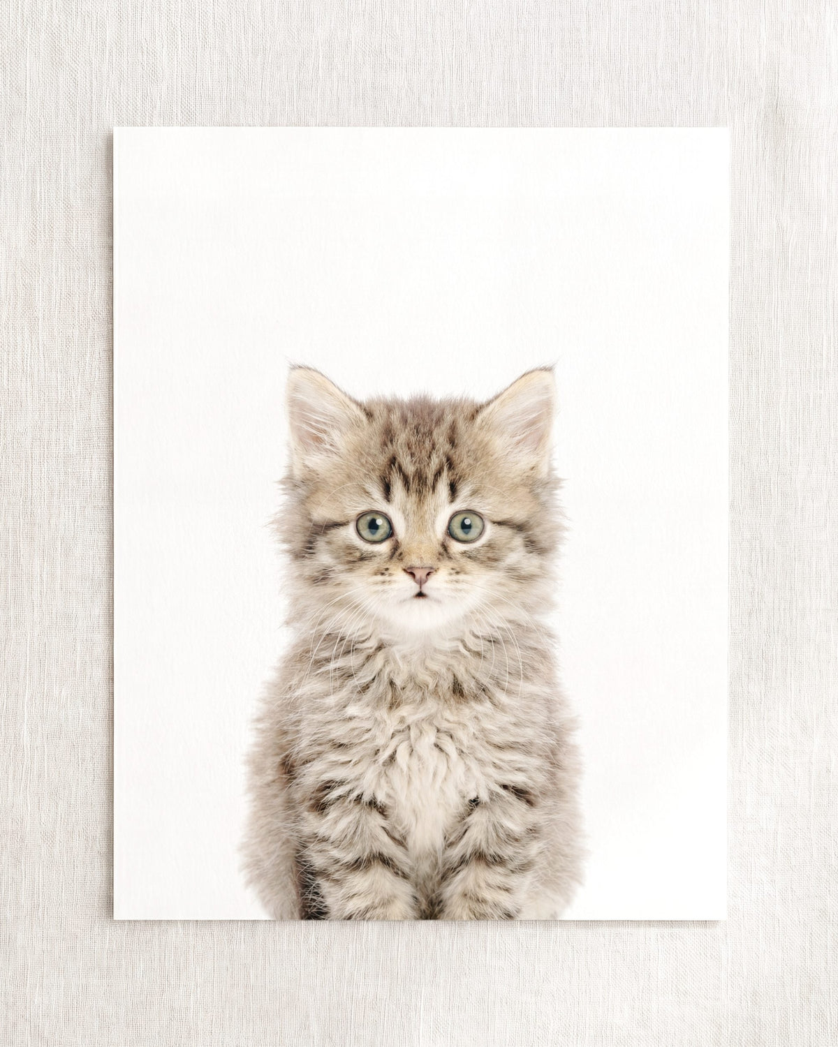 The Baby Animals 2026 Collection