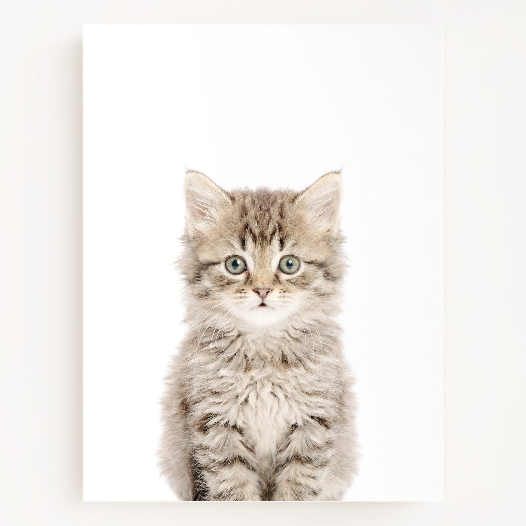 The Baby Animals 2026 Collection