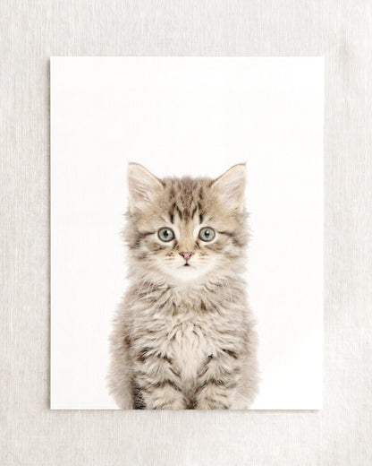 The Baby Animals 2026 Collection