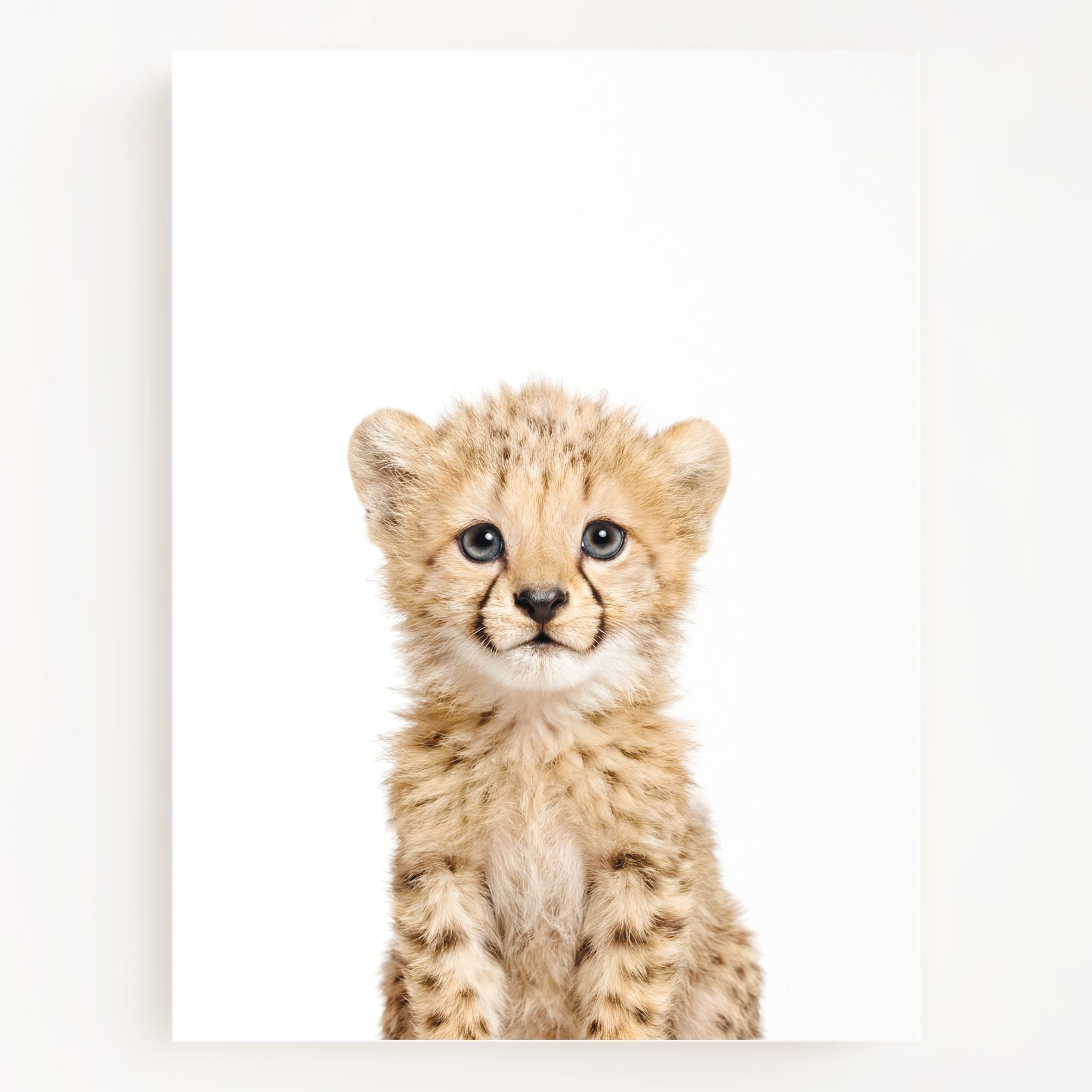 The Baby Animals 2026 Collection