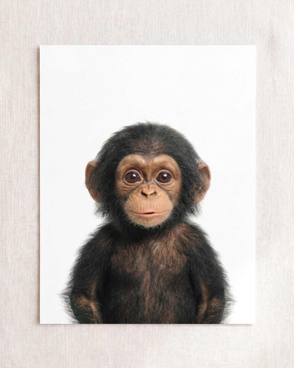 The Baby Animals 2026 Collection