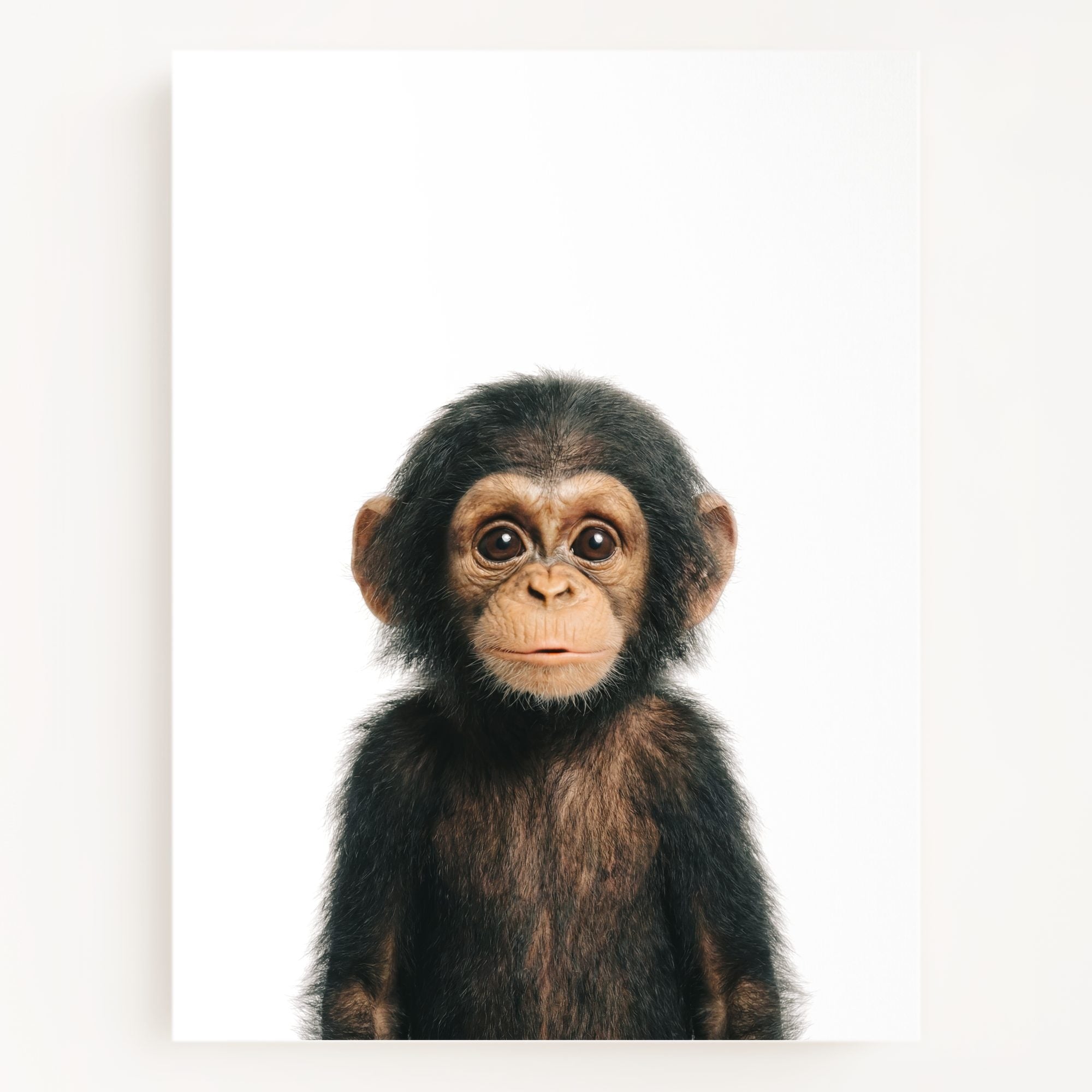 The Baby Animals 2026 Collection