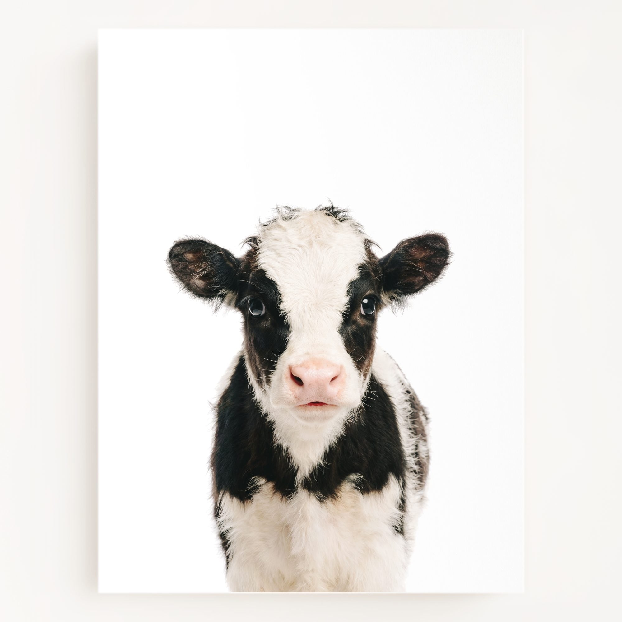 The Baby Animals 2026 Collection