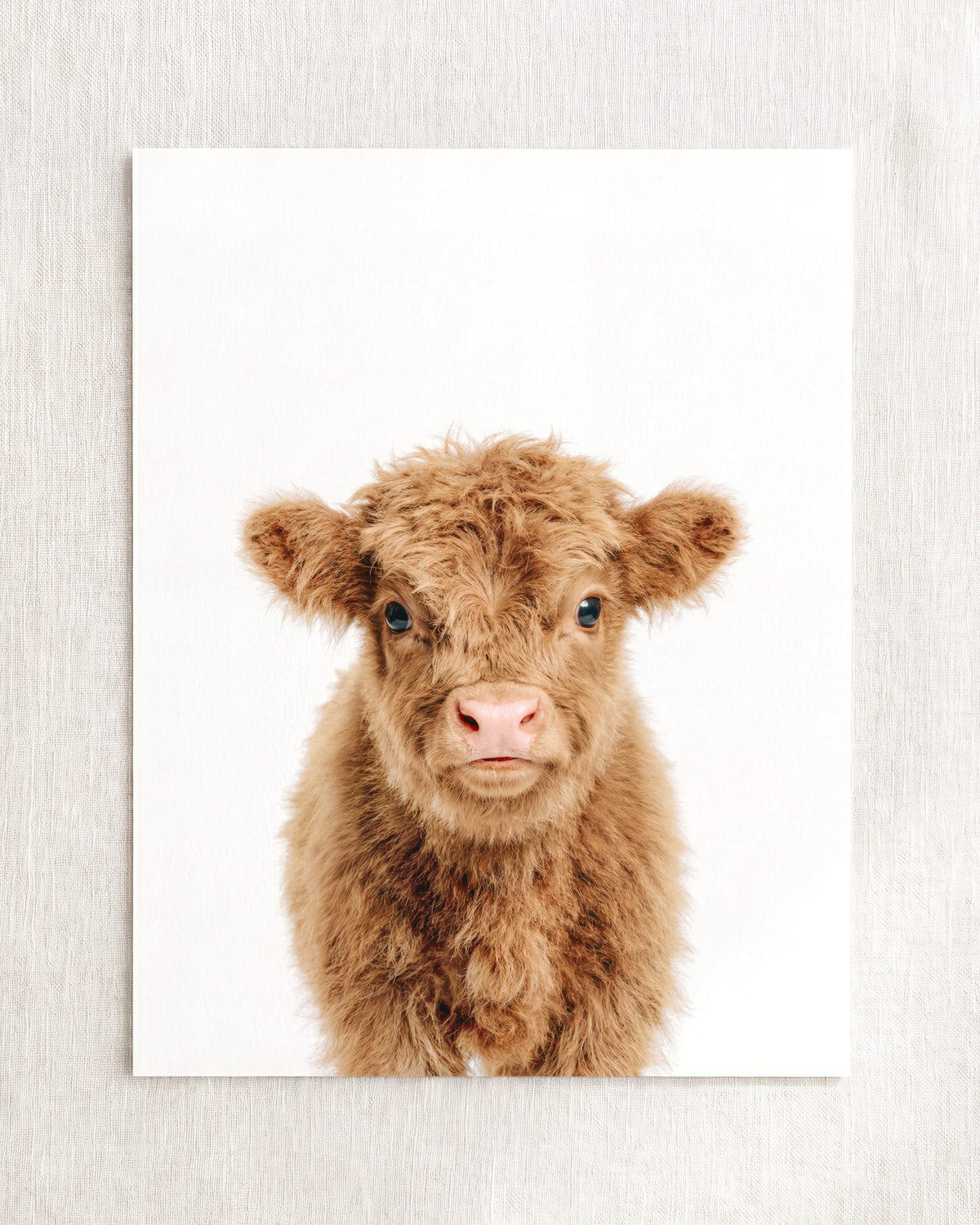 The Baby Animals 2026 Collection