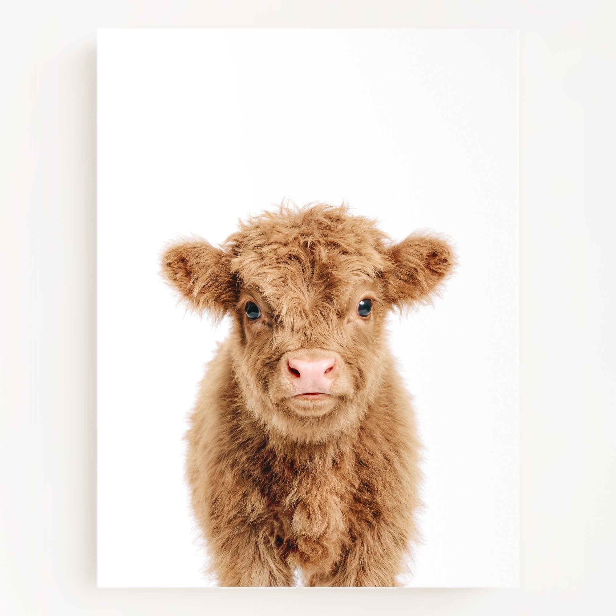The Baby Animals 2026 Collection