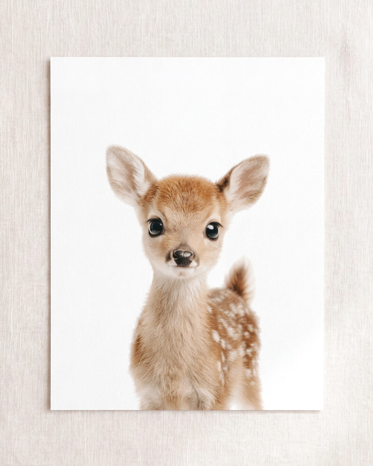 The Baby Animals 2026 Collection