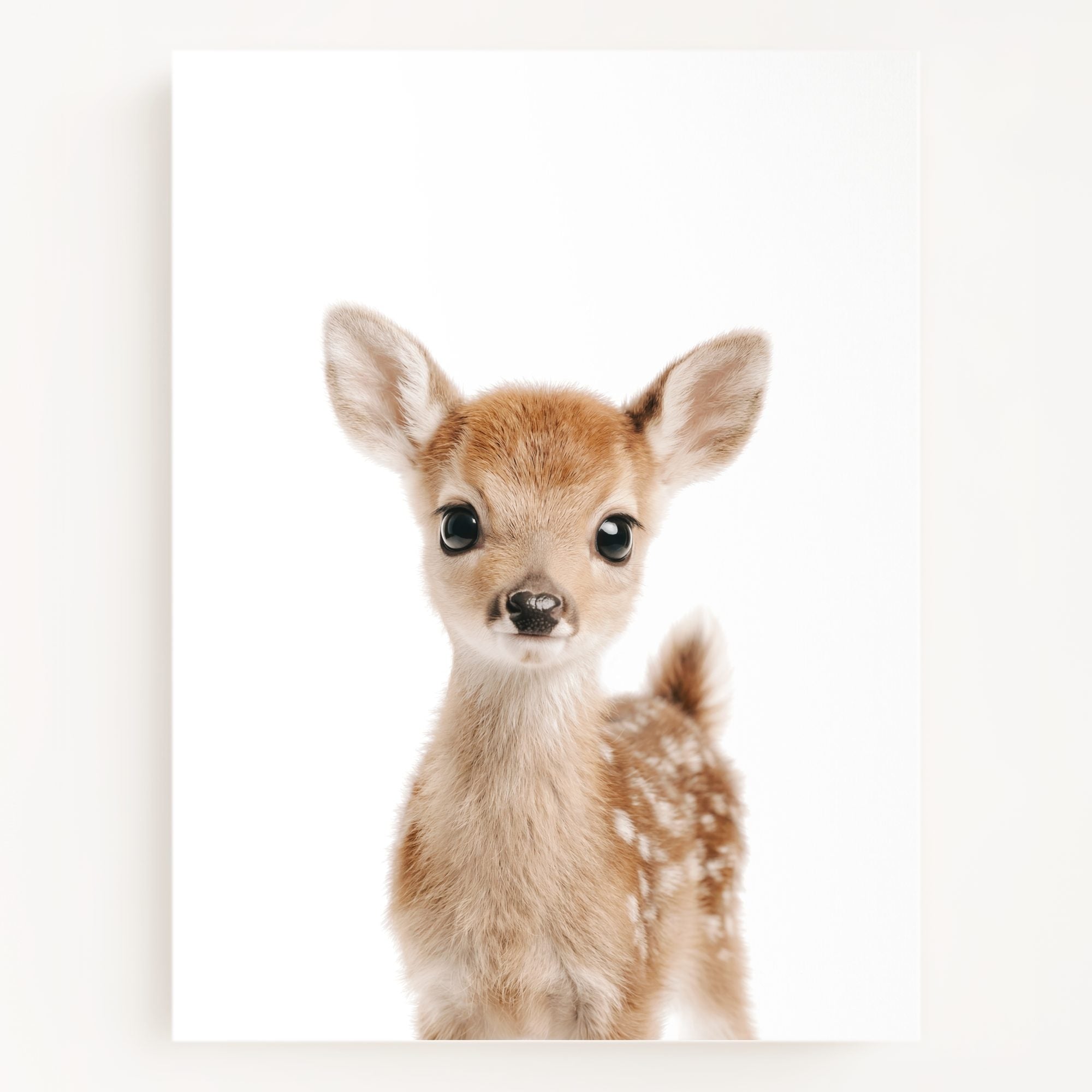 The Baby Animals 2026 Collection