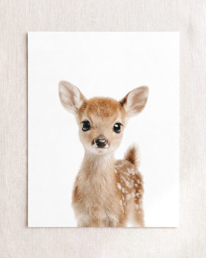 The Baby Animals 2026 Collection