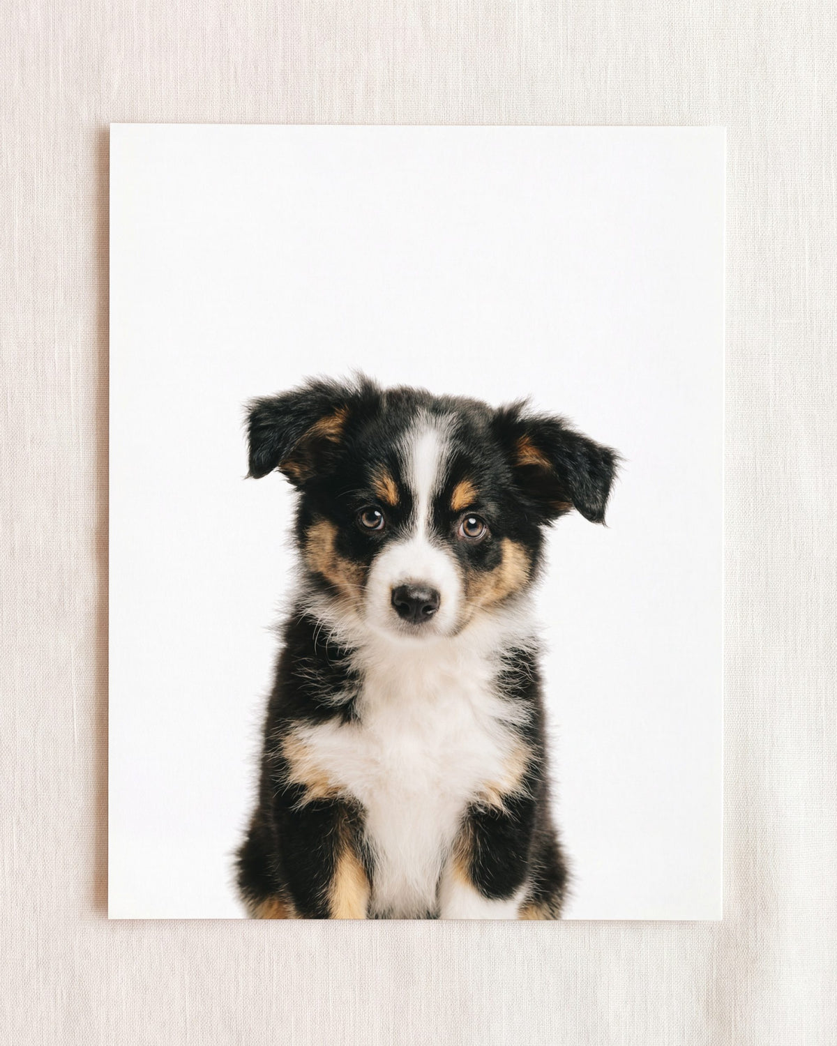 The Baby Animals 2026 Collection