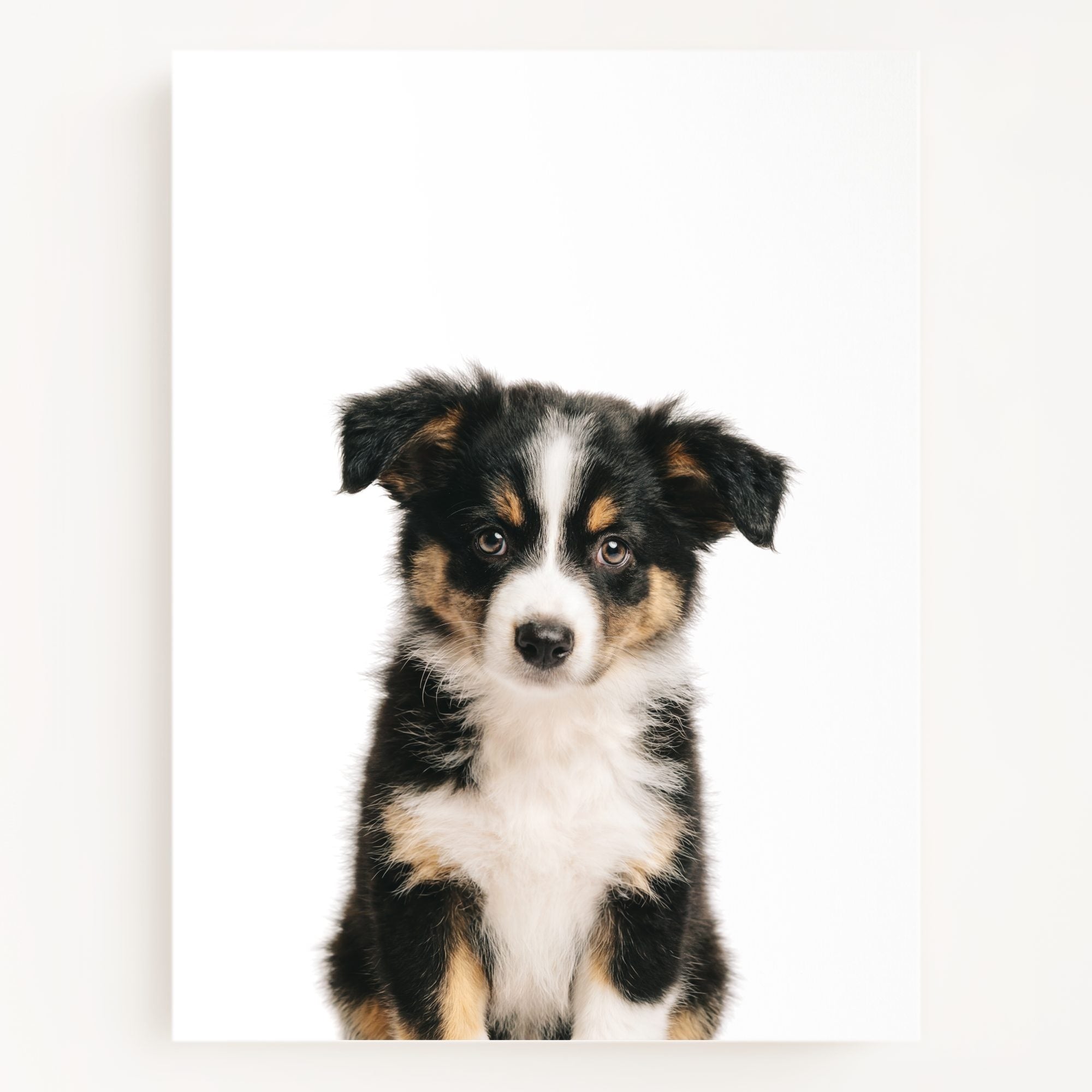 The Baby Animals 2026 Collection