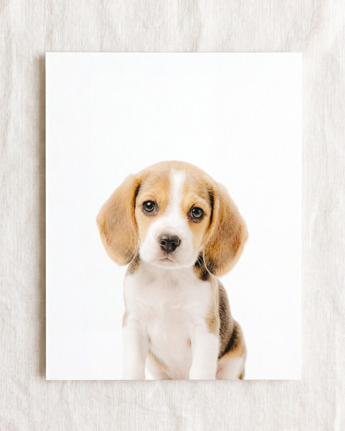 The Baby Animals 2026 Collection