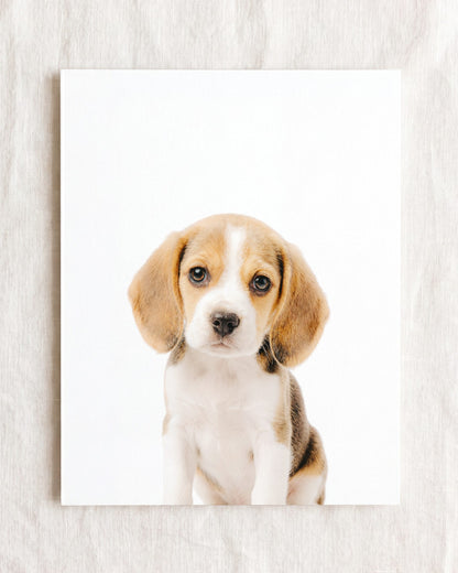 The Baby Animals 2026 Collection