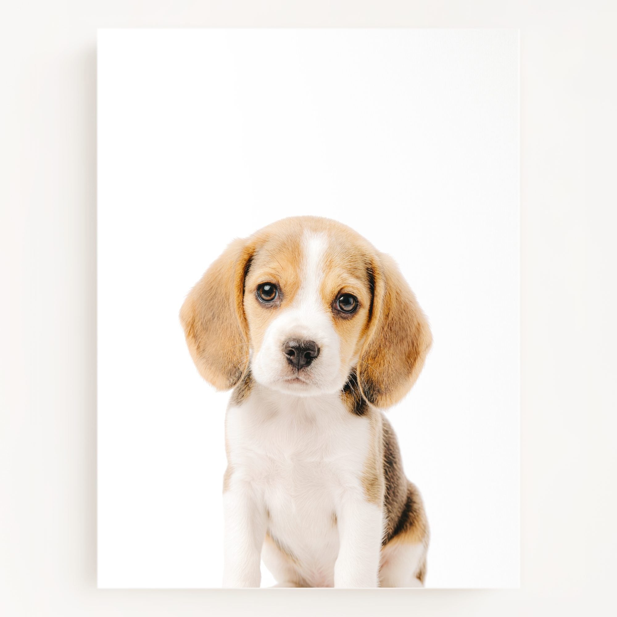 The Baby Animals 2026 Collection