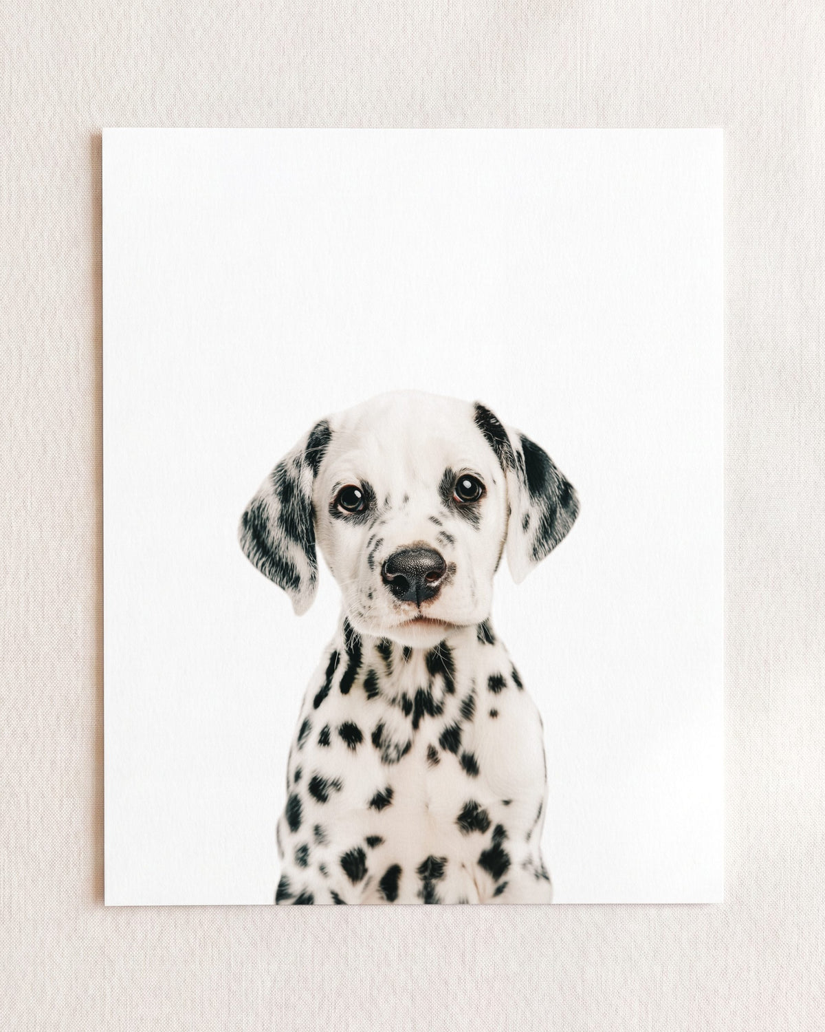 The Baby Animals 2026 Collection